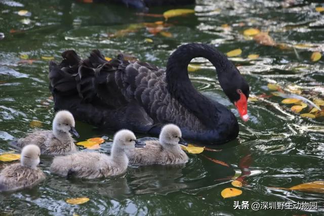 落羽杉红了,天鹅宝宝也出窝啦!