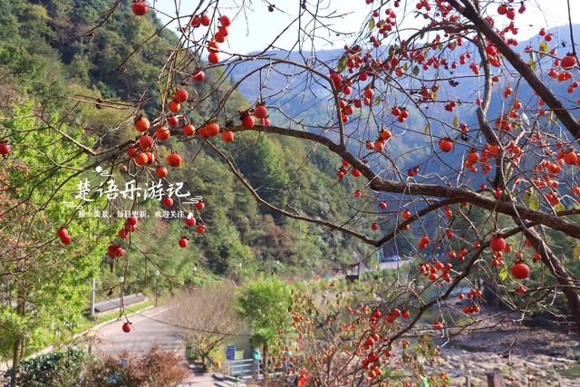浙江宁波的又一个柿林山村，免费开放但是景色很美，游玩正当时