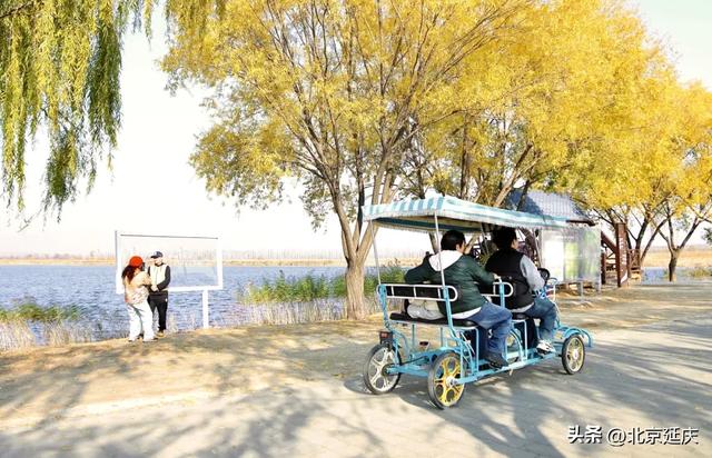 延庆的金色浪漫,就在——