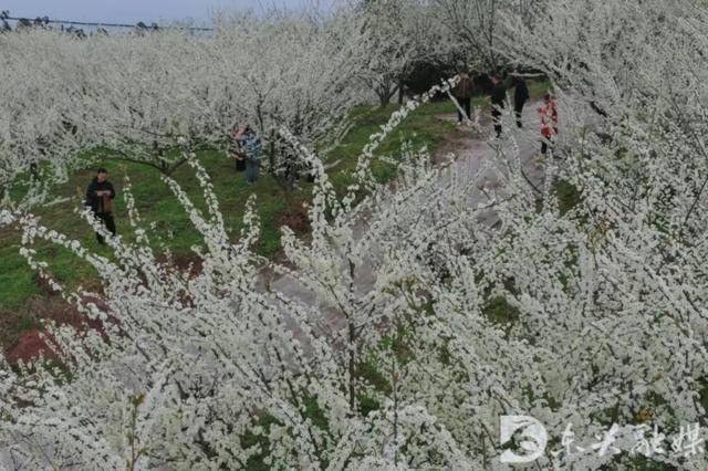 李花漫山开，来东兴红林村赴一场春日之约