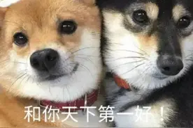 狗“一生”的5个阶段，你的狗在第几个阶段？图片