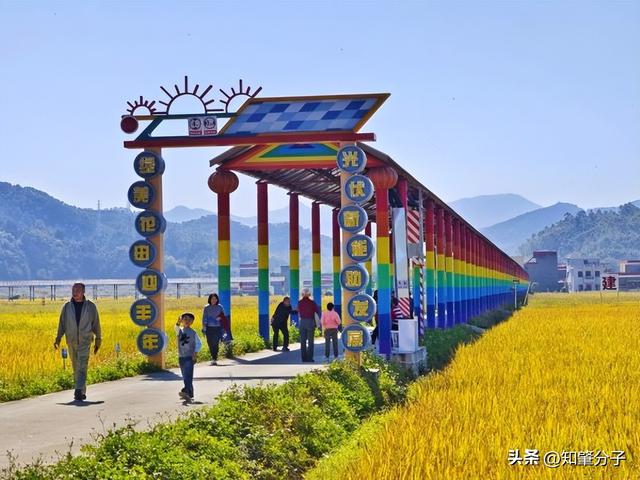 肇庆高要：稻香邀客来 冬日享秋色