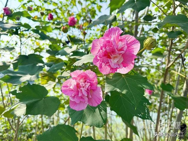 芙蓉映秋景！内江300米“鲜花大道”走红