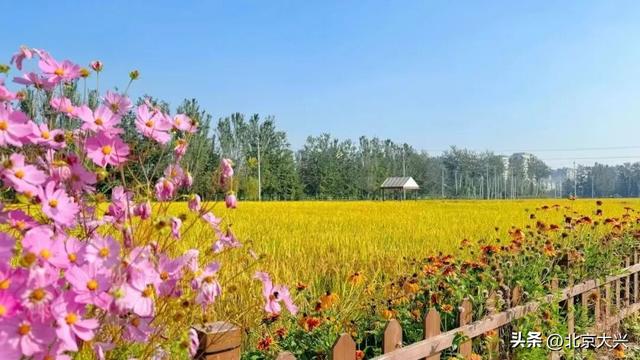 秋天来大兴！这波彩色 “多巴胺” 直接美到“心巴”上——