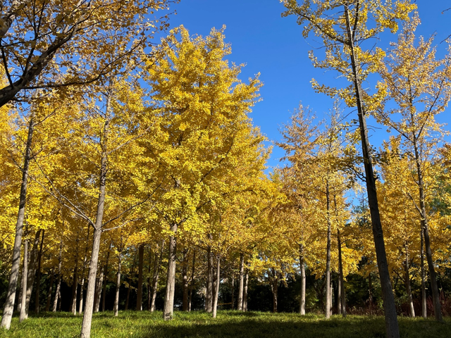 邀您共赴秋日浪漫 石家庄公园、广场银杏进入最佳观赏期