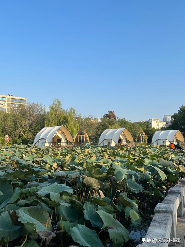南昌八一公园，夏天的荷花太美了！