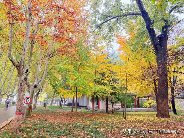石家庄市裕西公园赏叶美景上线邀您打卡