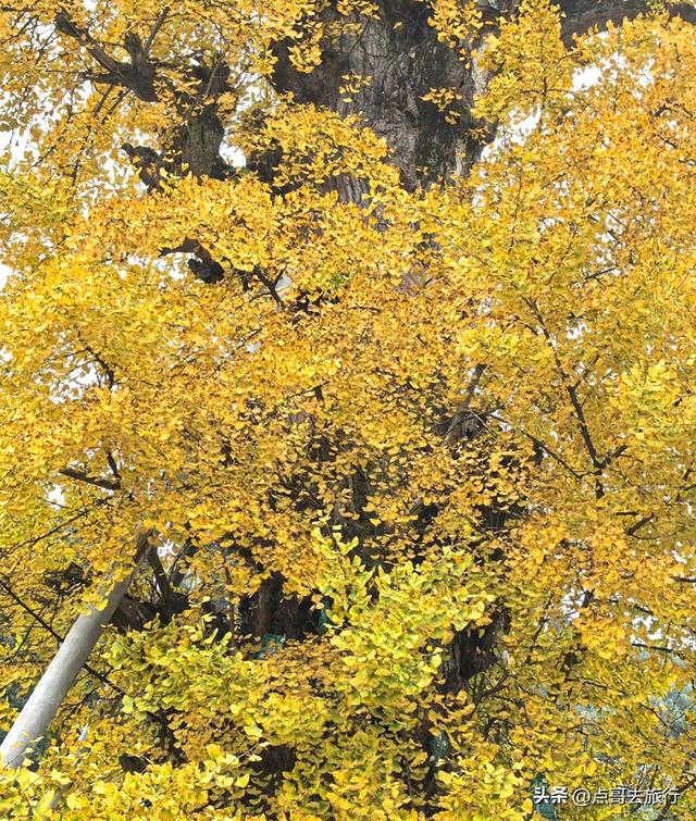 成都龙泉山有多少千年银杏，让人意外，居然有刘备亲手种的！