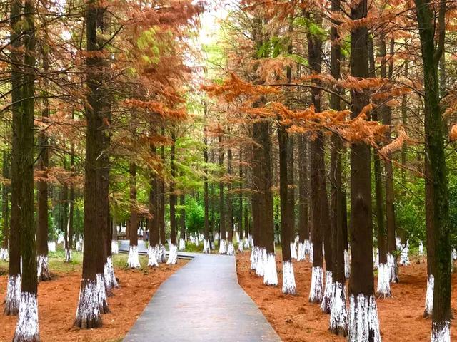 秋色斑斓美如画