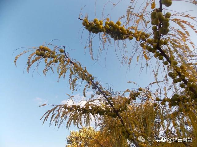 旅居祥云 | 米甸镇：橄榄好吃回味甜