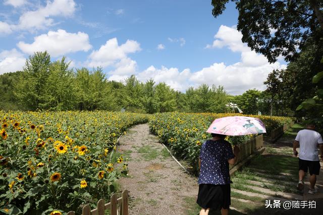 上海闵行体育公园现3000㎡金色花海，人少免费
