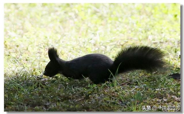 沈阳东陵郊野公园“精灵”出没