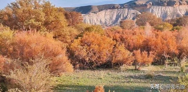 霍拉山脚下红柳林，深红如火焰跳跃，我被这绝美景致震撼了