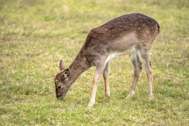 《疯狂动物城》苏州分“城”来啦！