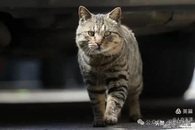温州最北的千年古村！被人遗忘的深山秘境！