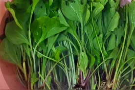 立夏后，遇见这草别手软，全身都是宝，比荠菜营养，比蒲公英鲜美图片