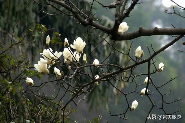 国庆假期去佛山卡玛缤纷花世界，共赴一场花开时节又逢君的约会