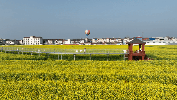 武汉春天最壮观的花海，全城盛开！