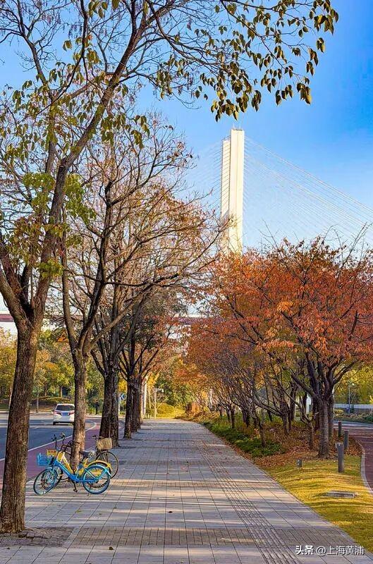 最美的季节！一起来静谧斑斓的黄浦滨江晨跑吧！