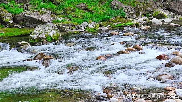 立减10℃！绿色天然避暑胜地，就在黑河国家森林公园→