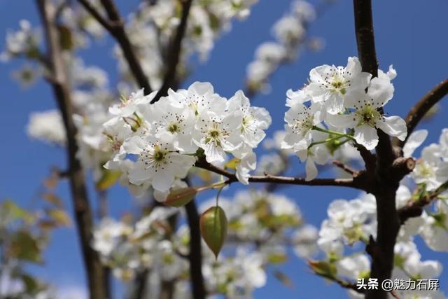 来石屏牛街赴一场与繁花的诗意之约~