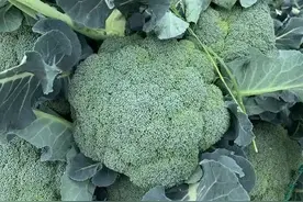 包心菜与花菜爱招虫，两套办法少打药或不打药图片