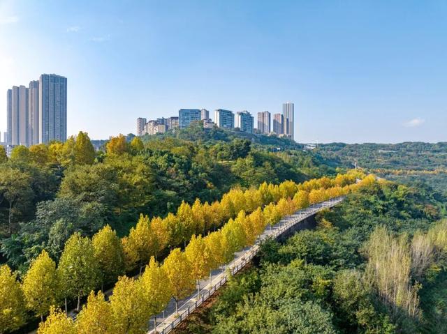 出片率100%！重庆梧桐进入最佳观赏期