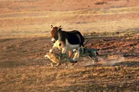青海的野驴驱狼逐豹，美国更引入千只防狼，野驴战斗力很强吗？图片