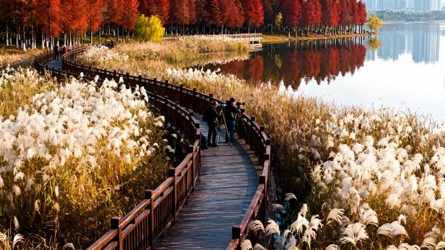 淮水凝寒浸古意 金英散馥入珠城 ——安徽蚌埠的初冬诗行