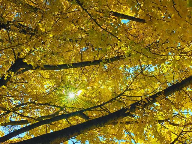 丽江480岁古银杏黄了！白沙古镇里藏着一个金色的浪漫