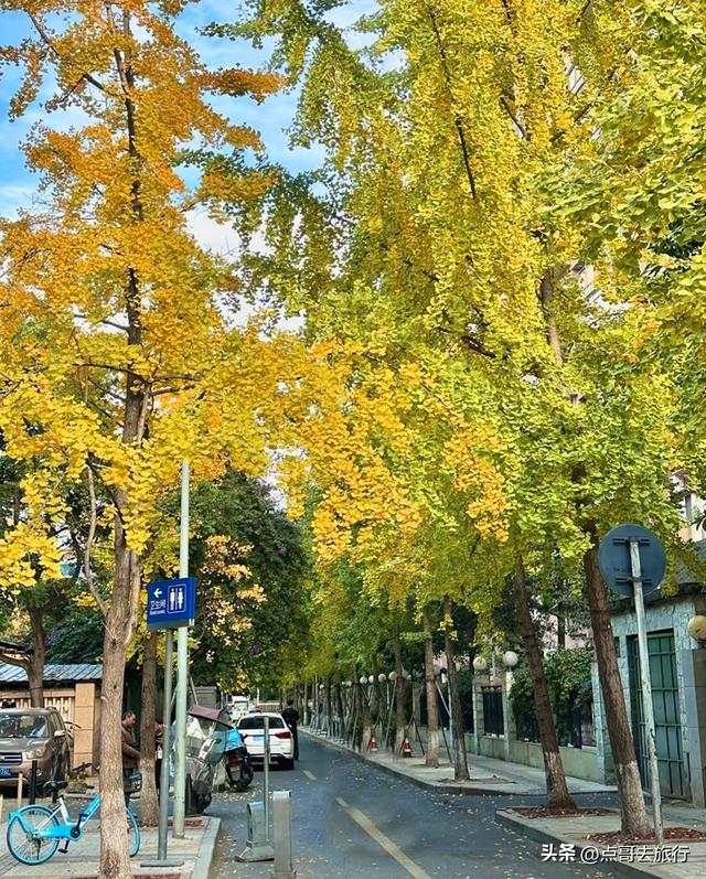 成都市中心最美银杏观赏地，这6处你去过吗？都不要门票！