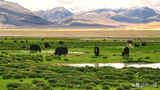 西藏嘎朗湿地：藏东南的隐秘莲花