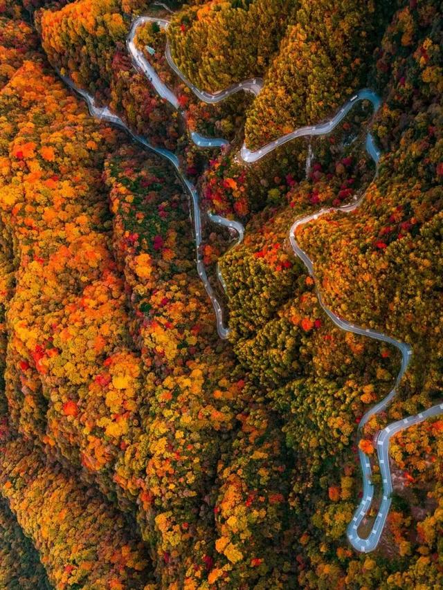 追了光雾山的红叶，这个秋天没白过！