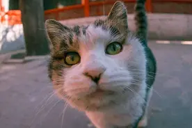 故宫真正的主人是200只猫？百年从未有人驱赶，院长：都是活文物图片
