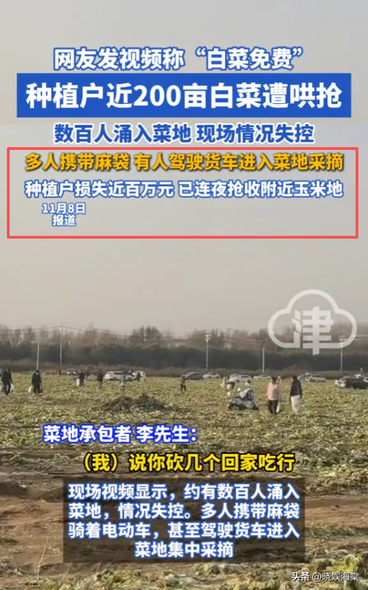 200亩白菜遭哄抢后续：损失超百万，菜农发声，更过分的还在后面