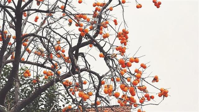 交城南堡：“一片海”激活一座村