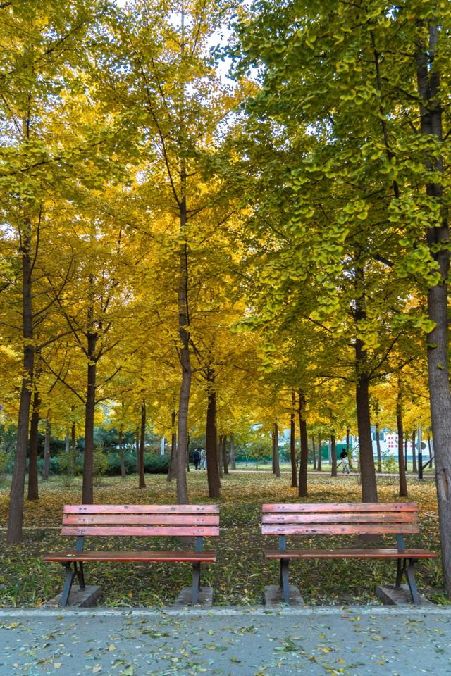 收藏一个秋天,石景山绝美秋色大公开