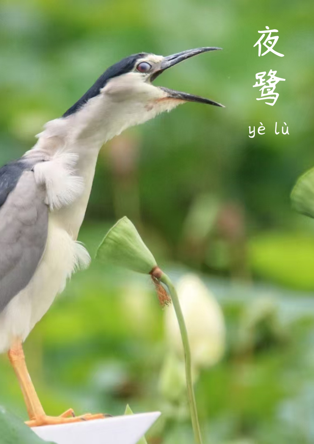 成都市中心竟藏着一个观鸟天堂？来这座公园偶遇20种留鸟！
