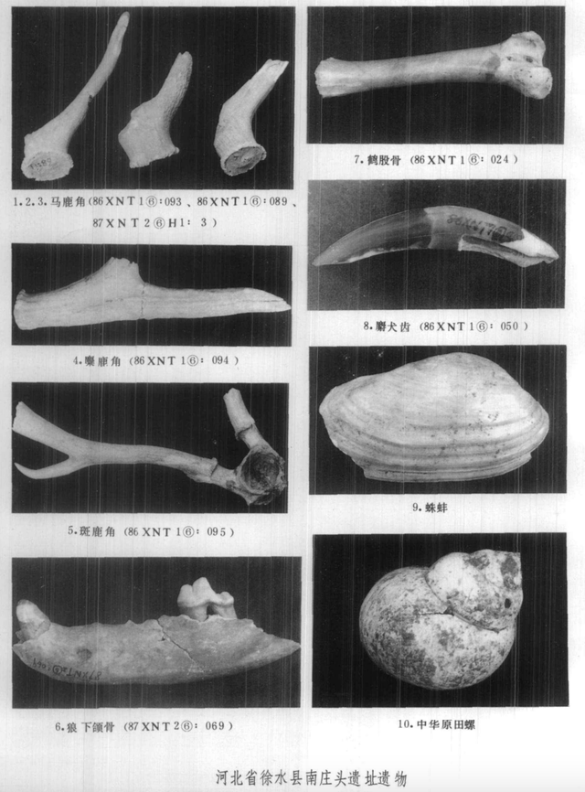 保定徐水砖厂工人在地里挖土，不料，一锹挖出万年前的“农家乐”