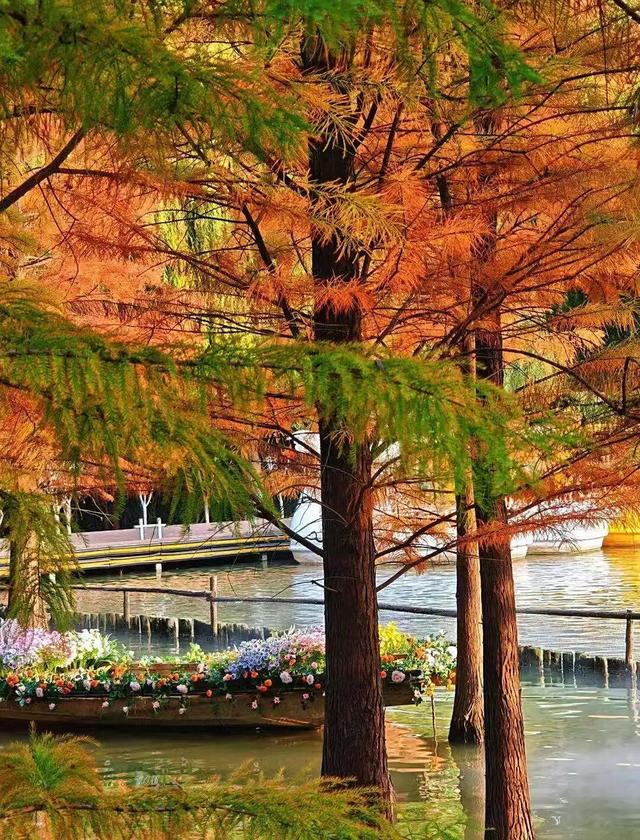 趁天晴出发！洛阳这片杉林红了！无需门票…