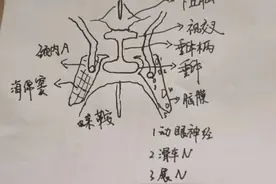 初级中枢影像报告——（7）鞍区、垂体图片
