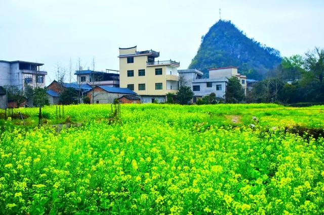 桂林：万亩油菜花绘就绝美的田园画卷！