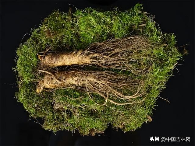 吉林省生态文明建设成果宣传展专题上线，共赏吉林绿色发展新画卷
