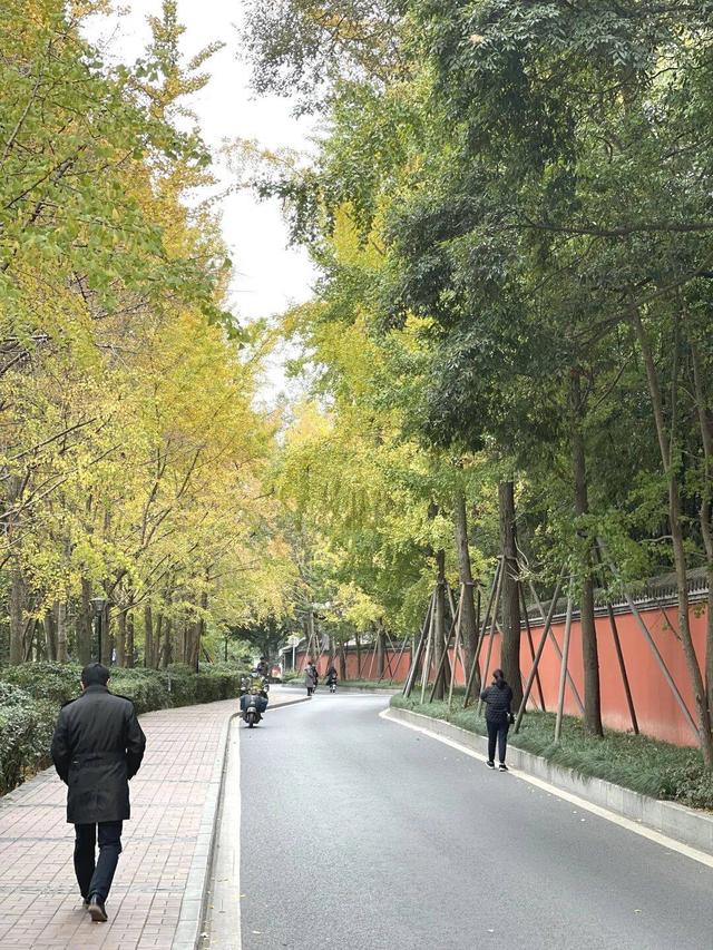 【美丽四川】寒冬将至 银杏初黄