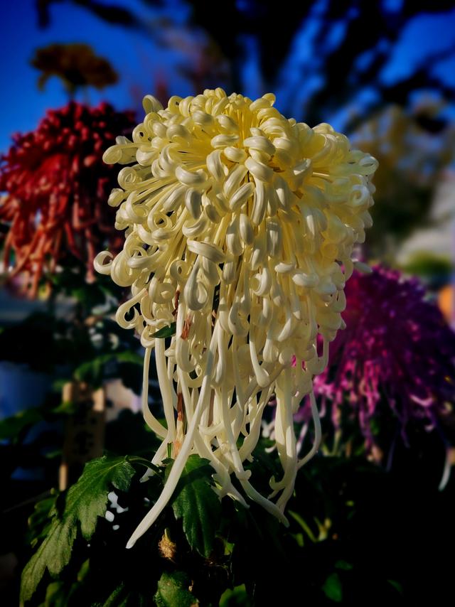 武汉动物园金秋菊展集锦