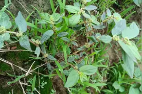 地边发现飞扬草，掐断枝叶流出白色乳汁，又叫止痒草，用好是宝图片