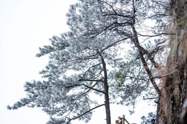 明月山下雪啦→1月20日雾凇、雪景、山岚如约而至！