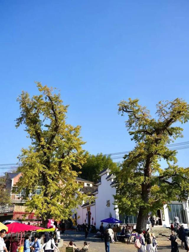 好期待！杭州西南这个银杏谷，进入变色倒计时~