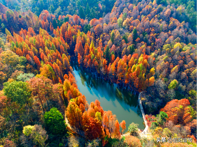 秋色正斑斓！信阳赏秋打卡地推荐