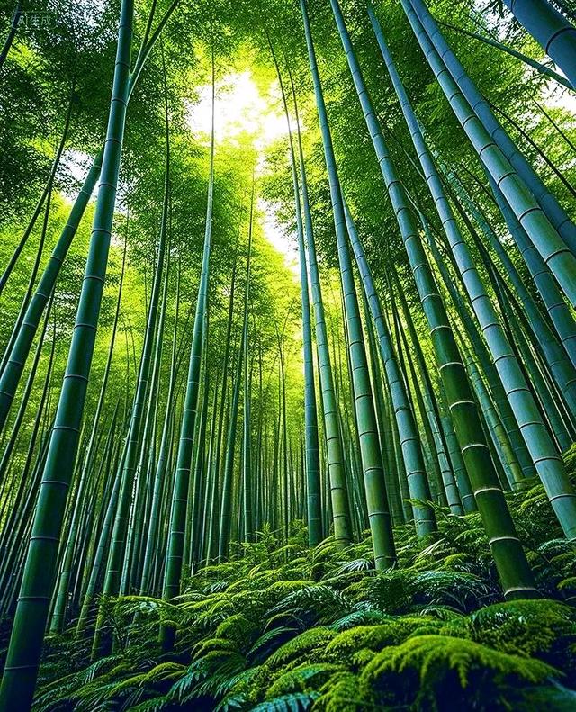闯入这片翠绿竹林，仿佛进入了治愈系仙境～